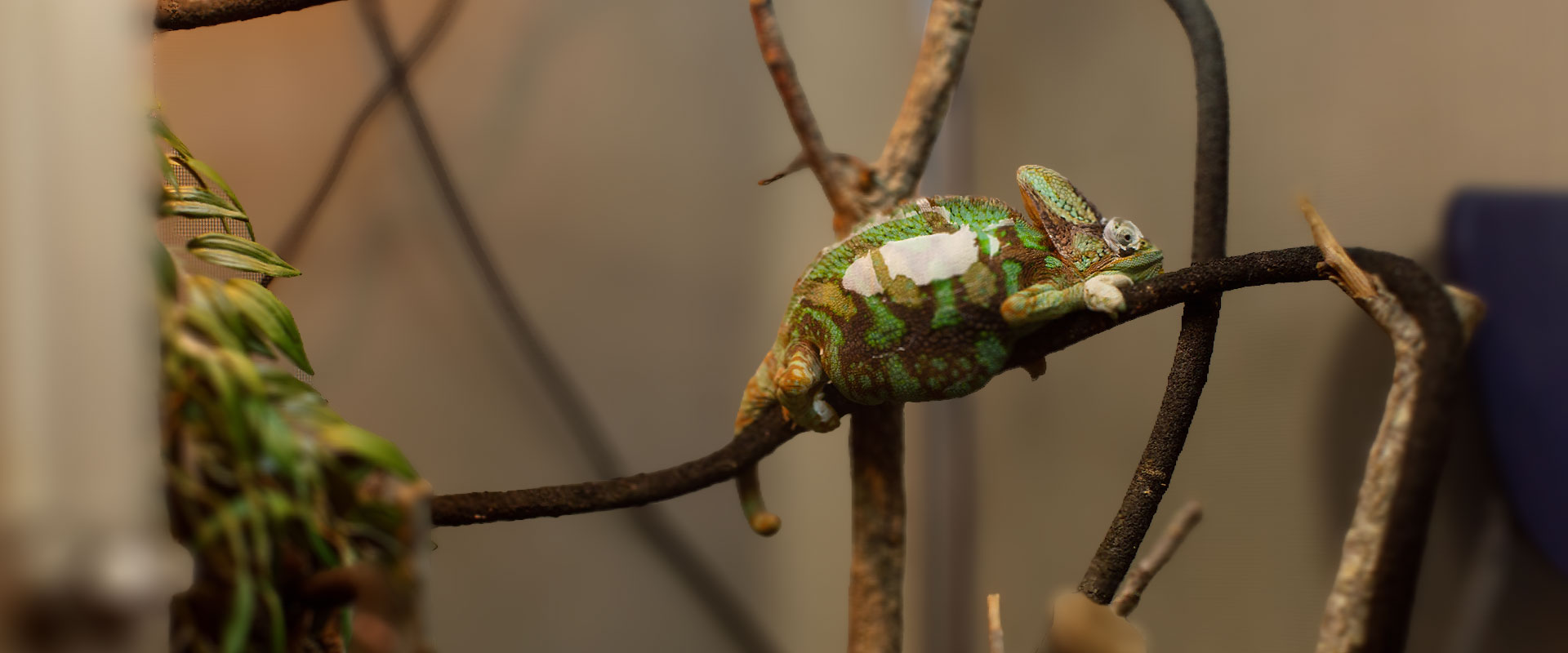 Forest School & Animal Care